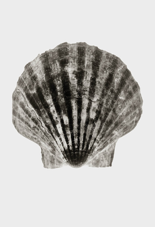 Imprint Shells, No. 4W - Limited Edition