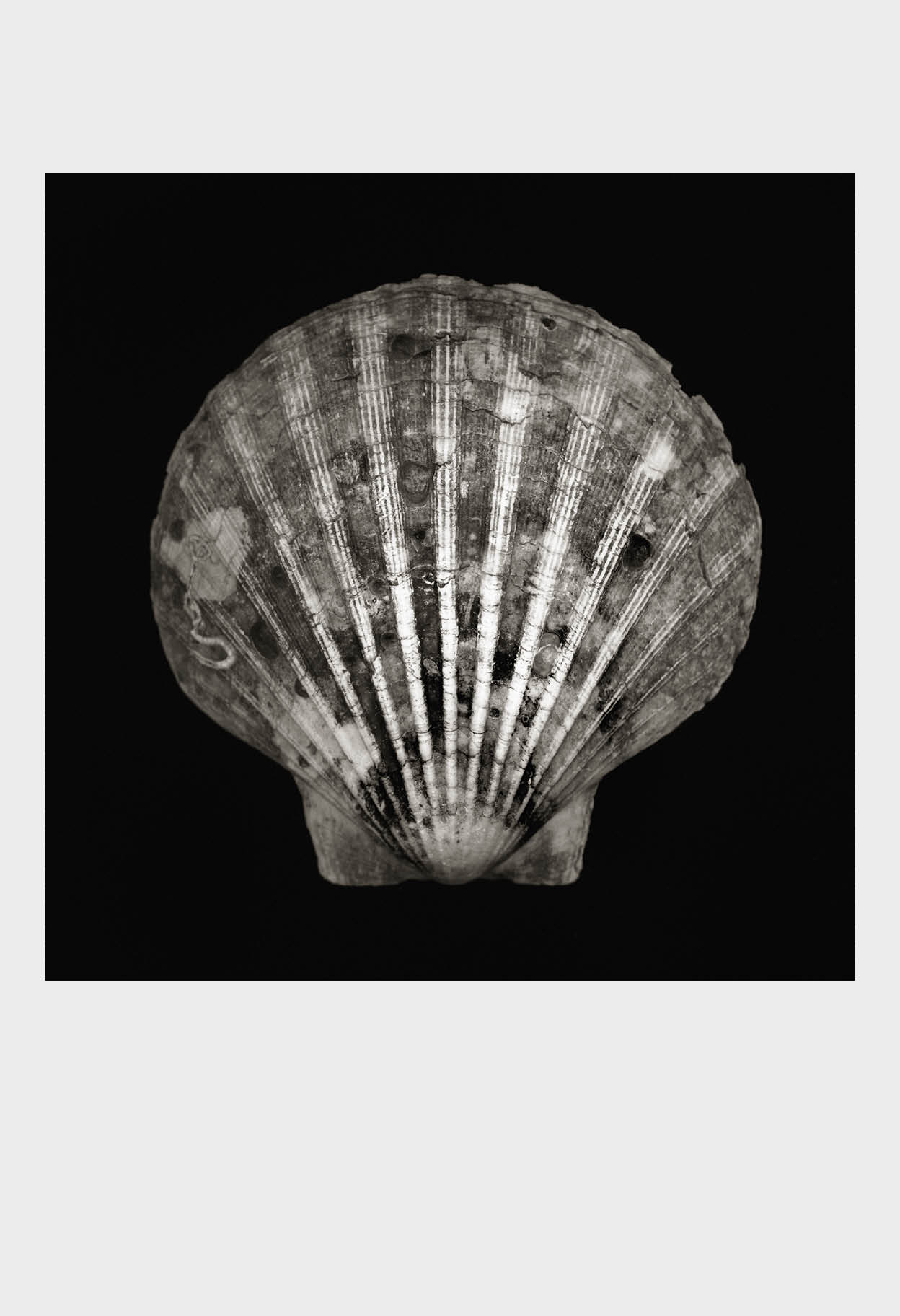 Imprint Shells, No. 5B - Limited Edition