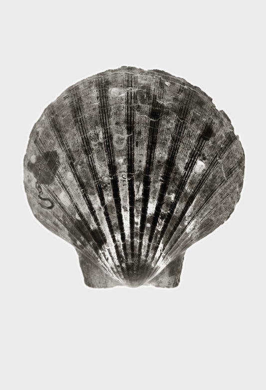 Imprint Shells, No. 5W - Limited Edition