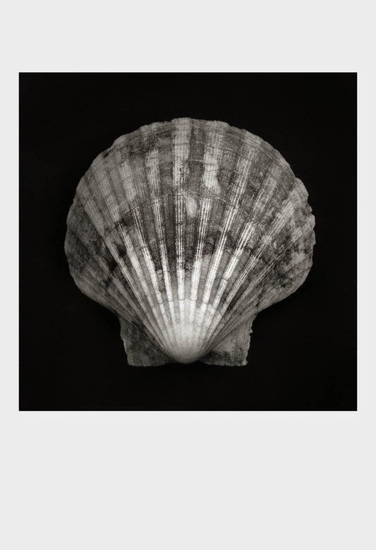 Imprint Shells, No. 6B - Limited Edition