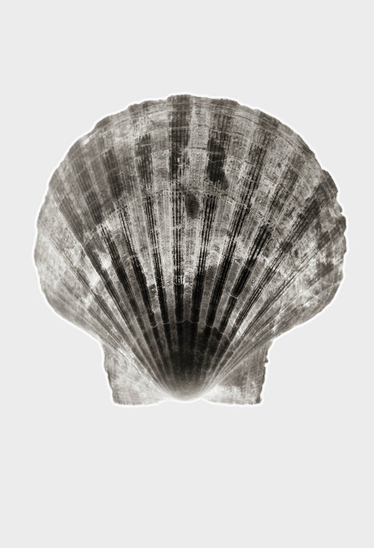 Imprint Shells, No. 6W - Limited Edition