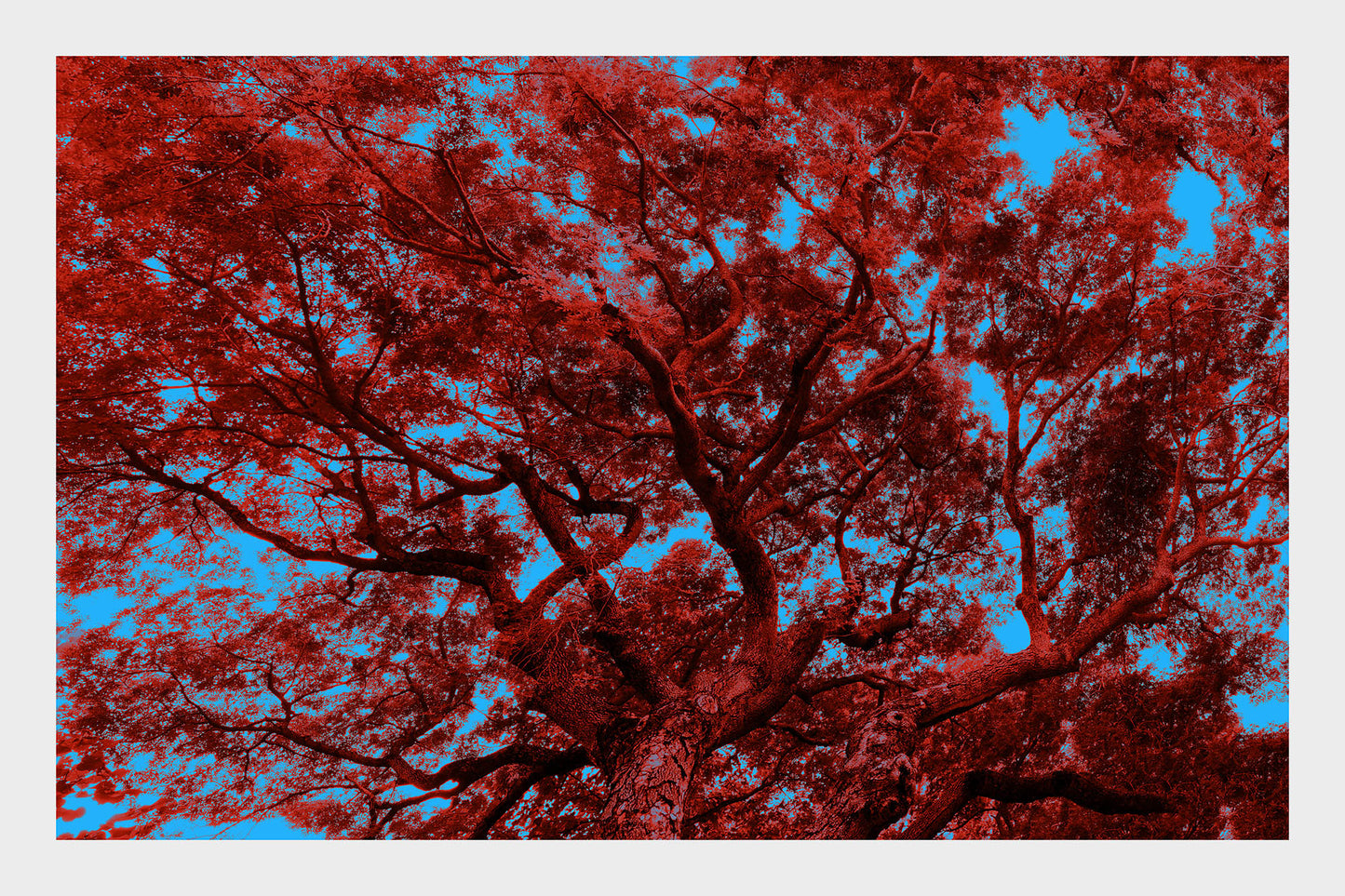 Ultracolour Trees- Kowloon Park in BlueRed