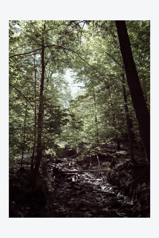 Serenity Forest, No. 1