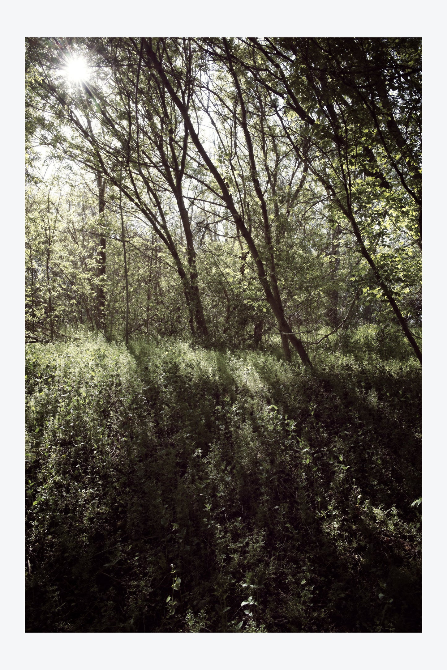 Serenity Forest, No. 10