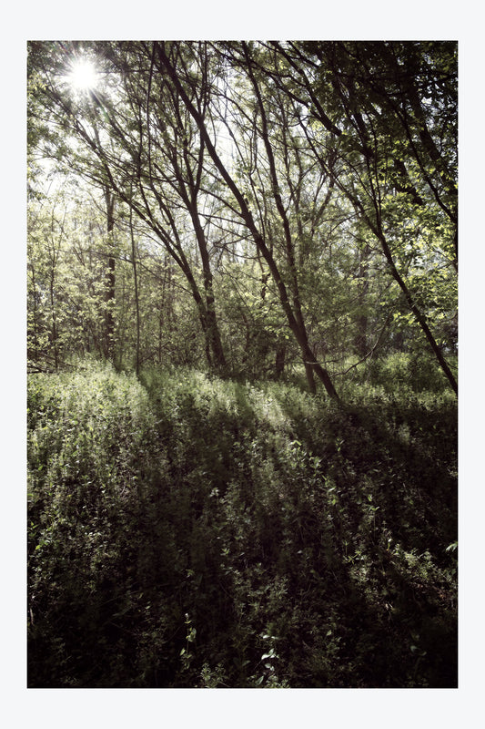 Serenity Forest, No. 10