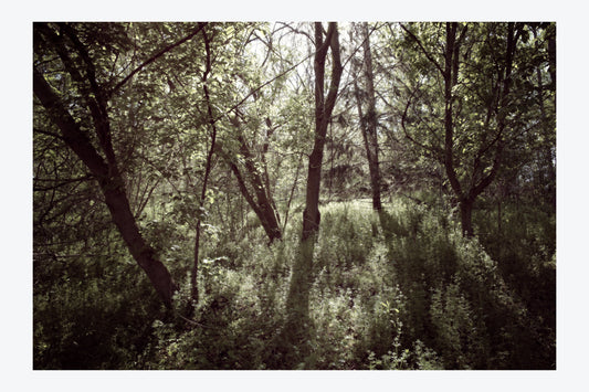 Serenity Forest, No. 12