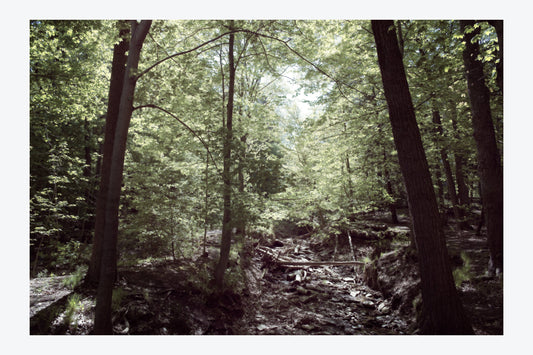 Serenity Forest, No. 2