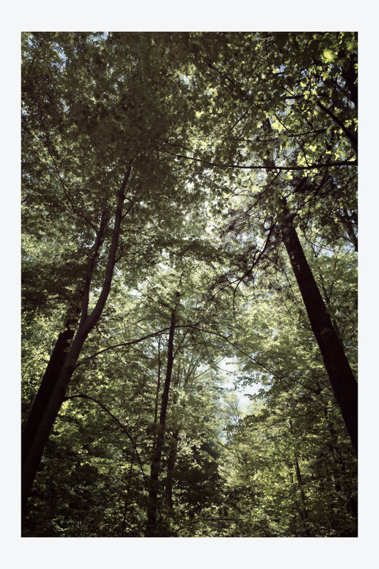 Serenity Forest, No. 4