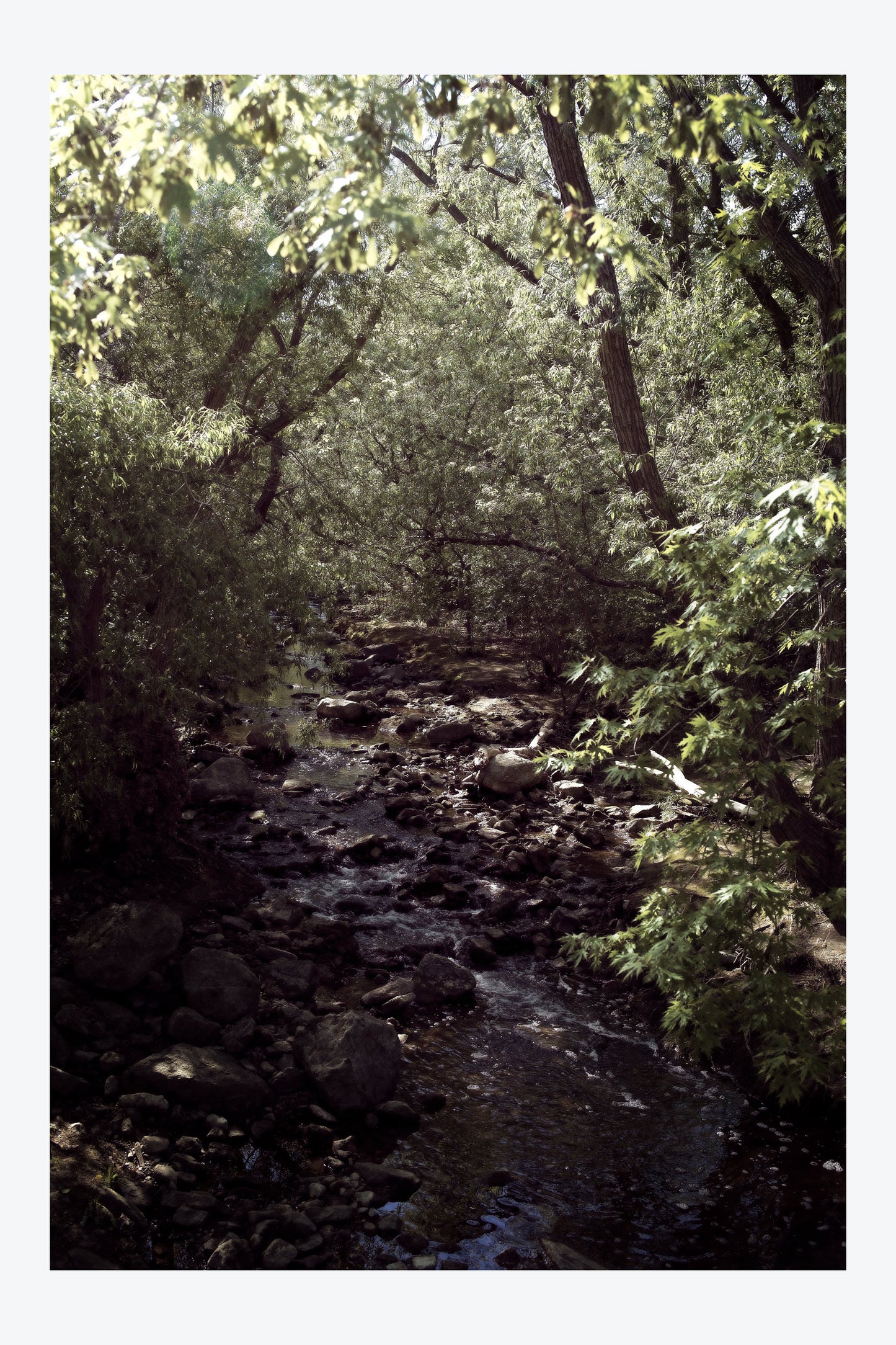Serenity Forest, No. 6