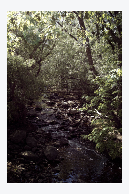 Serenity Forest, No. 6