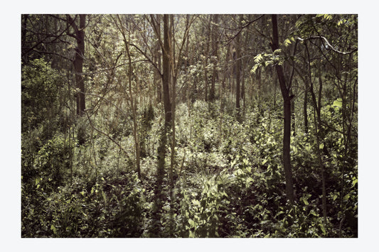 Serenity Forest, No. 7