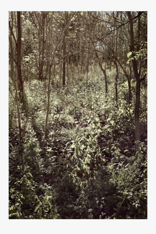 Serenity Forest, No. 8