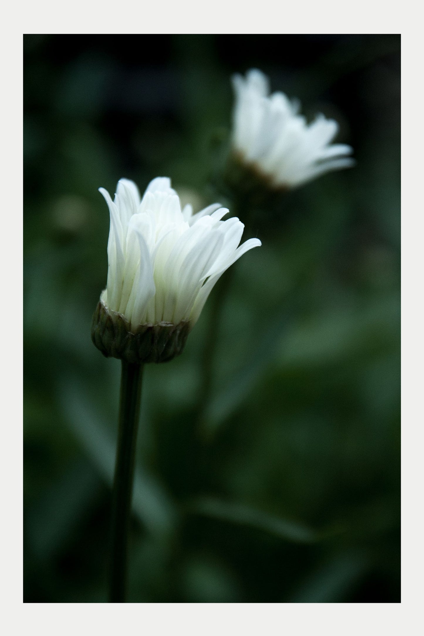 Summer Flowers1, No. 11 (Shasta Daisy, No. 8795)