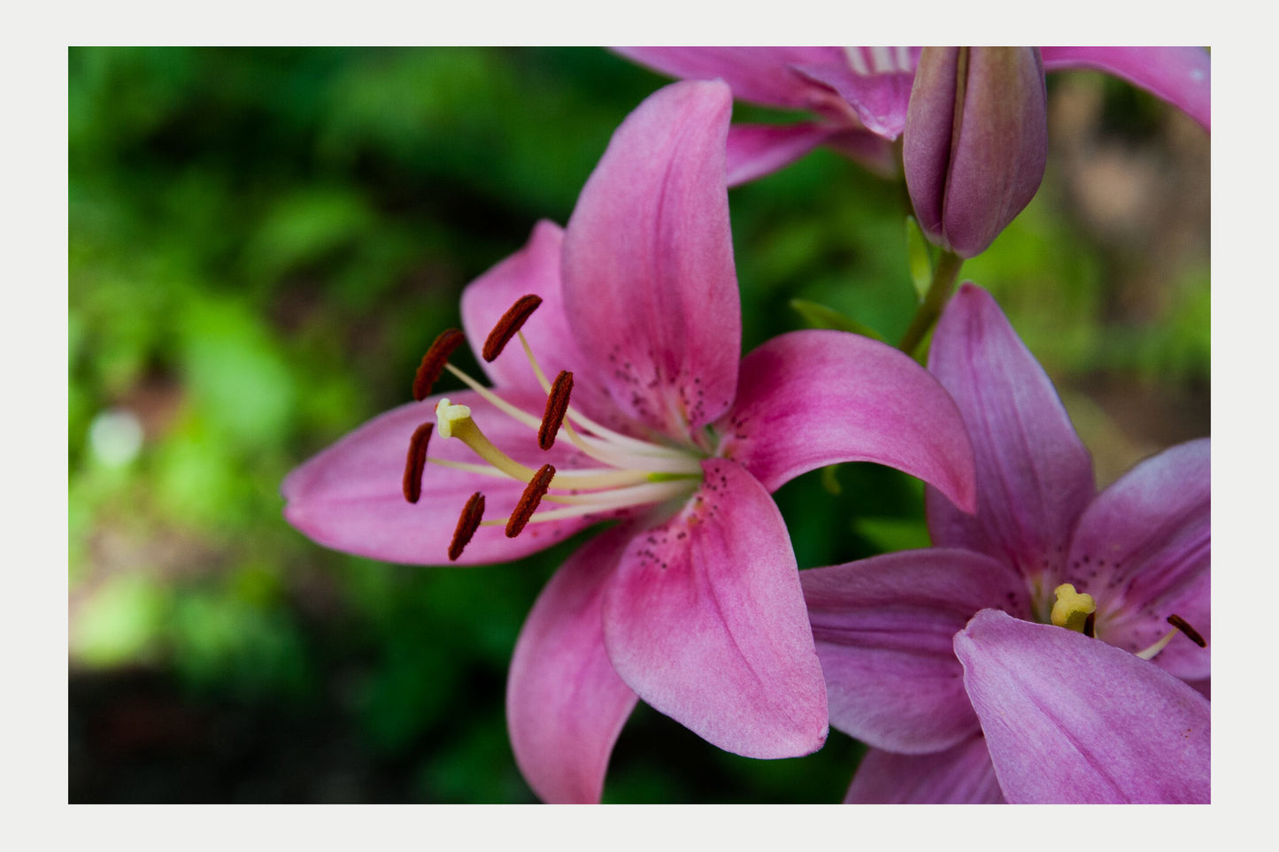 Summer Flowers1, No. 17