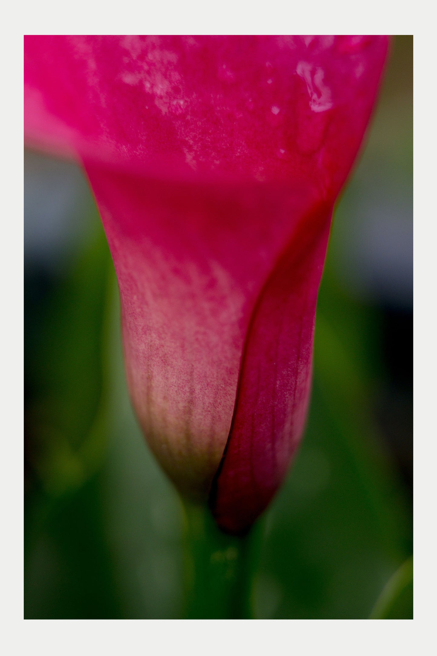 Summer Flowers1, No. 20 (Calla Lily, No. 3901)