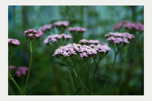 Summer Flowers1, No. 5