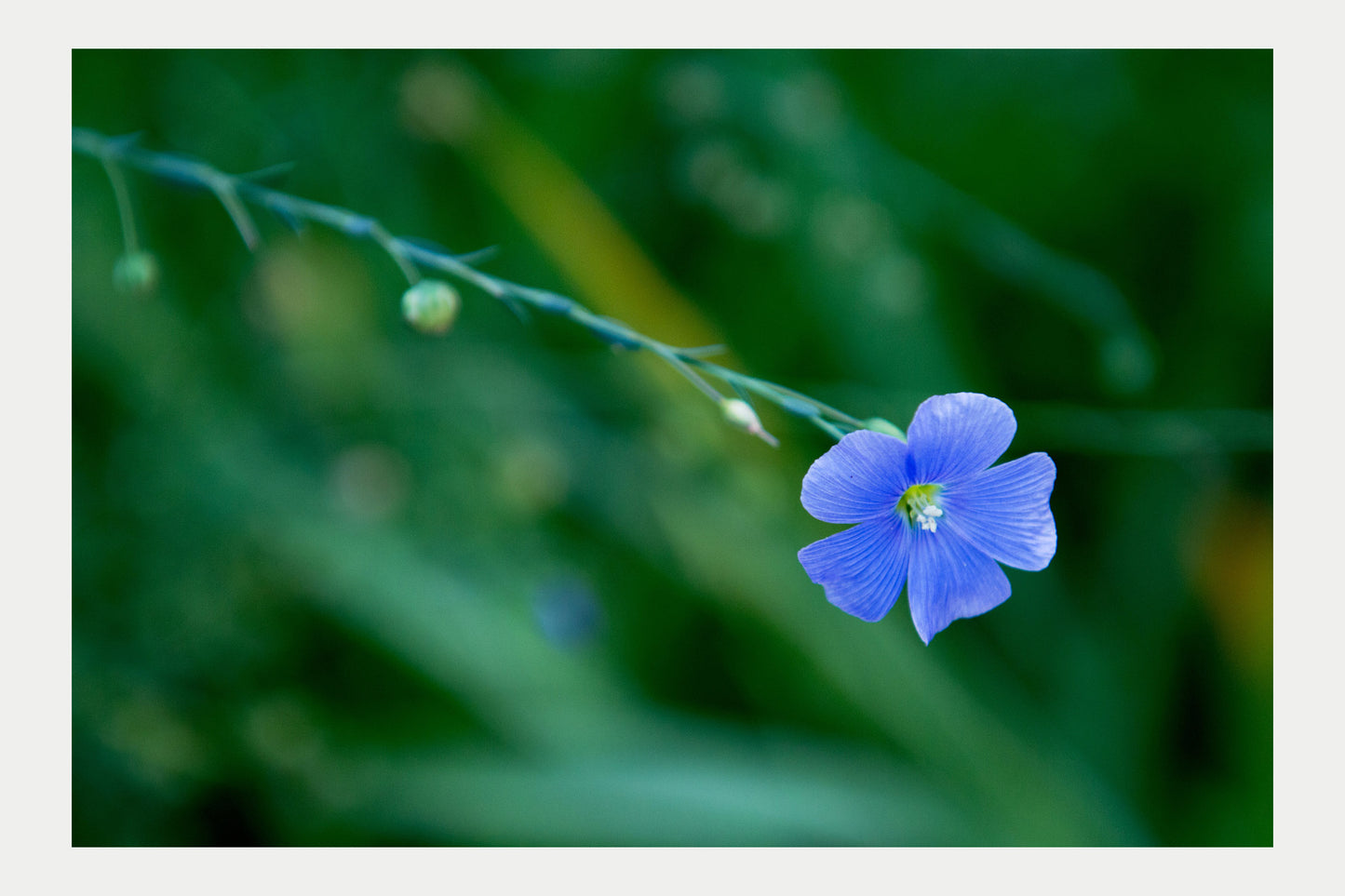 Summer Flowers1, No. 6