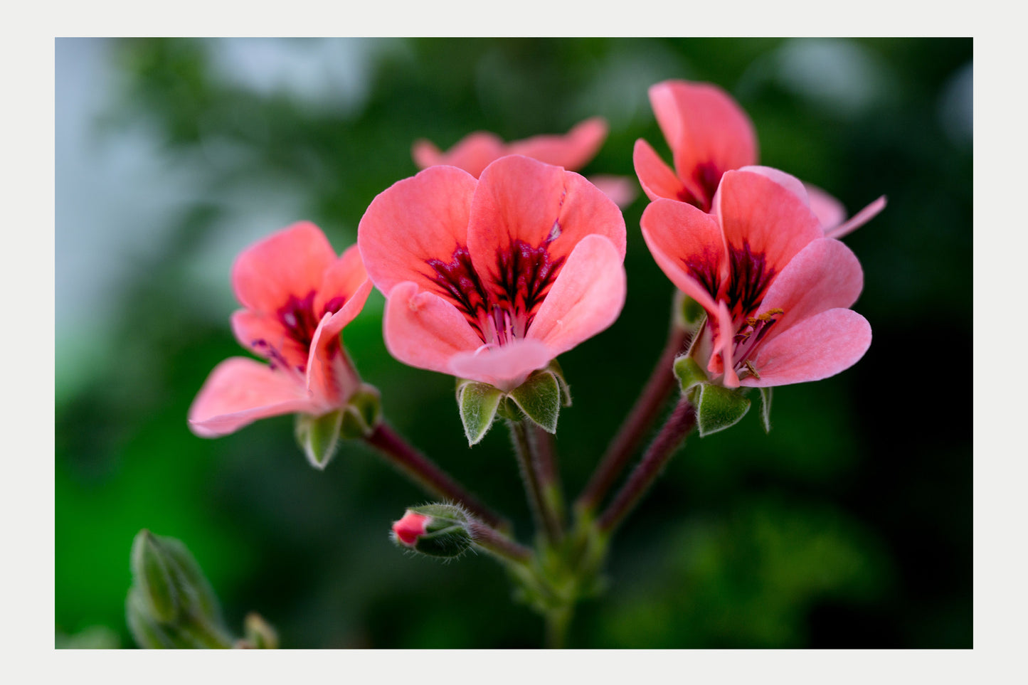 Summer Flowers1, No. 8