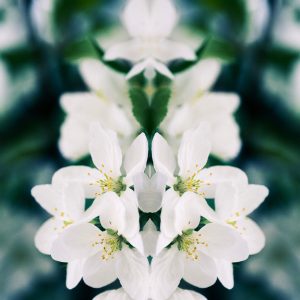 Apple Tree Blossoms, No. 2