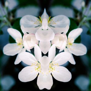 Apple Tree Blossoms, No. 7