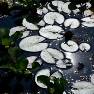 Boffin Botanical, No. 4126