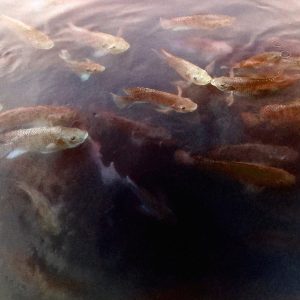 Carp Diem, No. 2