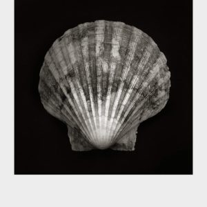 Imprint Shells, No. 6B