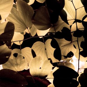 Potion Leaves, No. 6