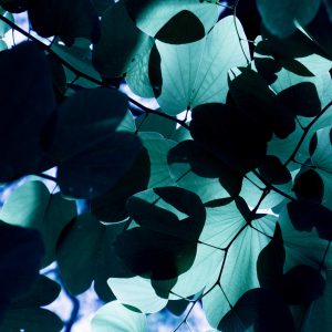 Potion Leaves, No. 8